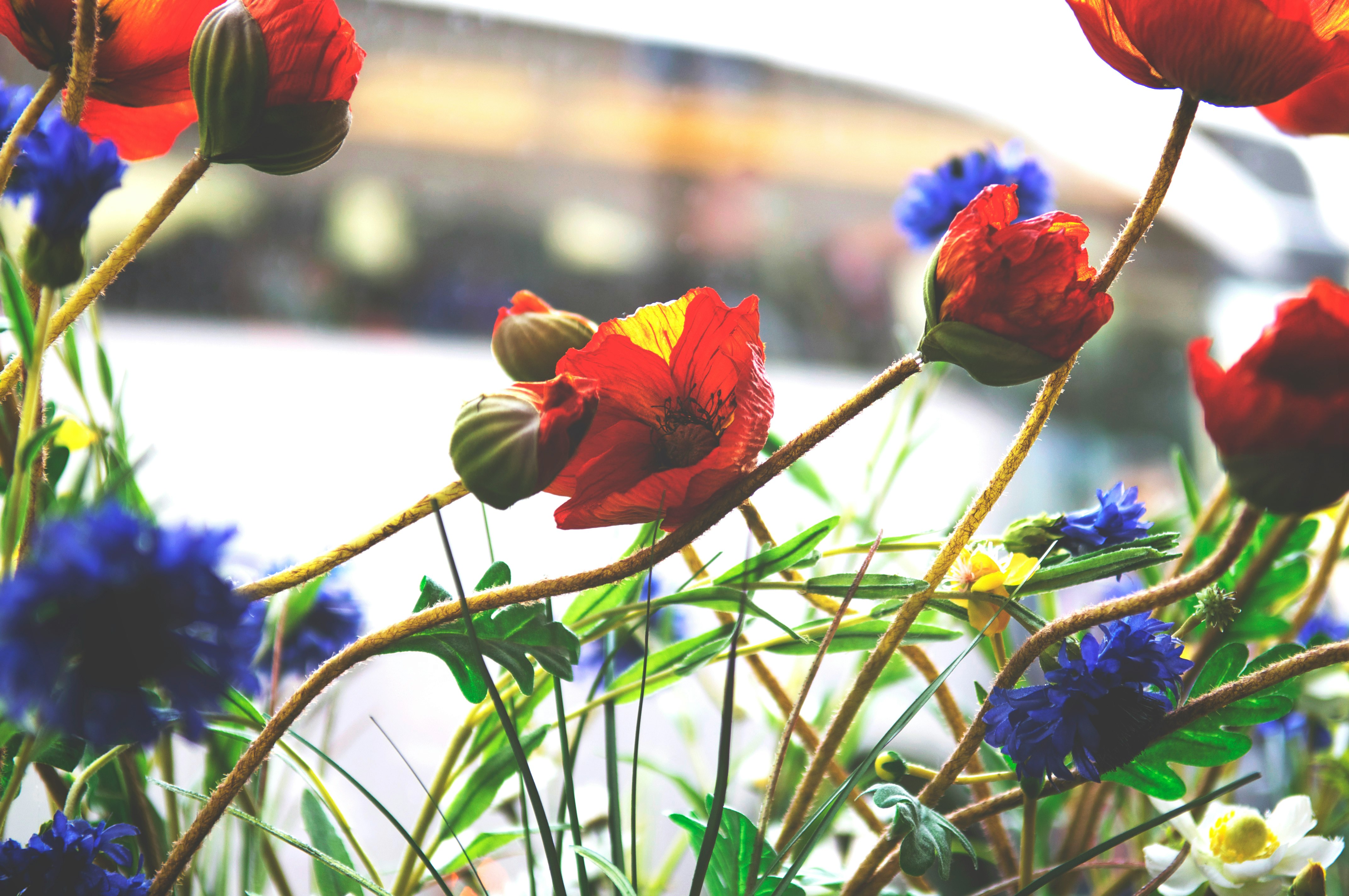 red flower with green leaves